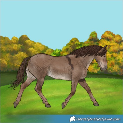 Horse Color:White Spotted Liver Red Dun