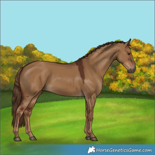 Horse Color:Gray White Spotted Red Dun 