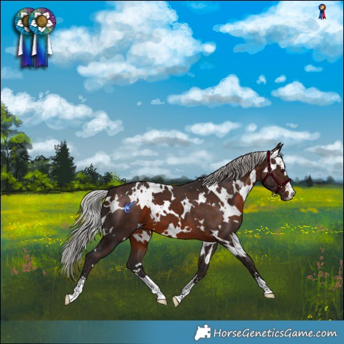 Horse Color:White Spotted Silver Brown 