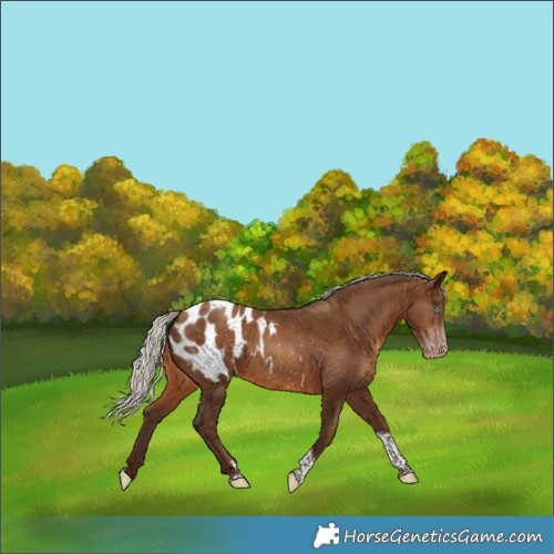 Horse Color:Gray Silver Sable Champagne Tobiano Appaloosa 