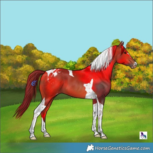 Horse Color:Bay Tobiano Appaloosa 