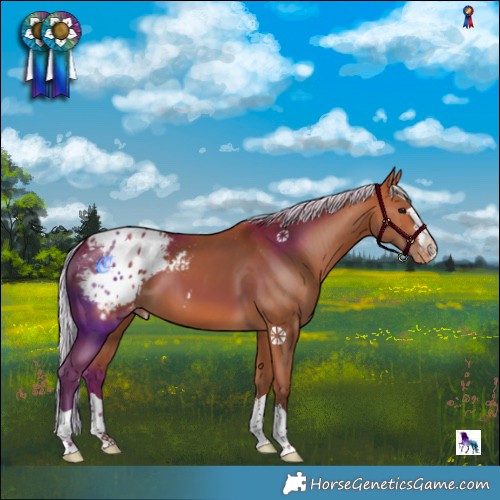 Horse Color:Silver Bay Appaloosa 