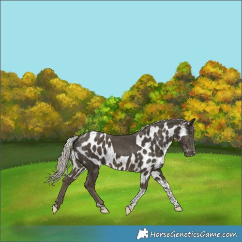 Horse Color:Silver Smoky Black Tobiano Skewed LP Spotted 