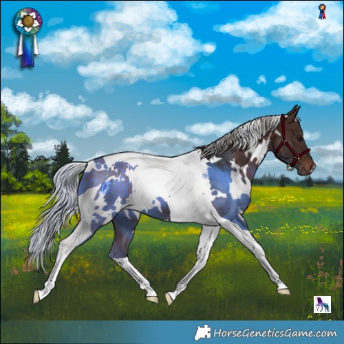 Horse Color:White Spotted Silver Brown Tobiano 