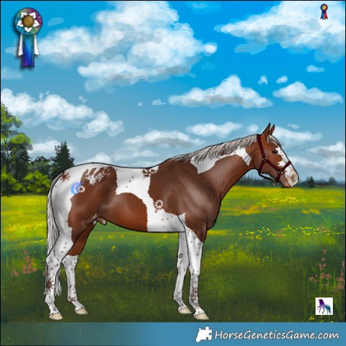 Horse Color:Silver Bay Tobiano Appaloosa 