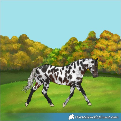 Horse Color:Gray Silver Brown Tobiano Skewed Appaloosa 