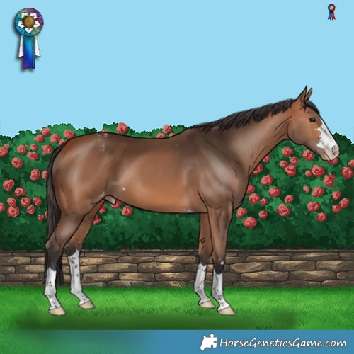 Horse Color:Bay Appaloosa 