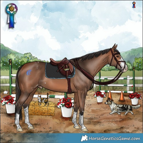 Horse Color:Bay Appaloosa 
