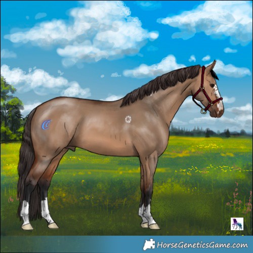 Horse Color:Bay Dun 
