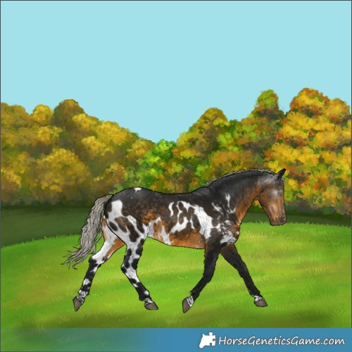 Horse Color:Gray Silver Buckskin Tobiano Skewed LP Spotted
