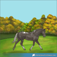 Horse Color:Silver Smoky Black Tobiano Skewed Appaloosa