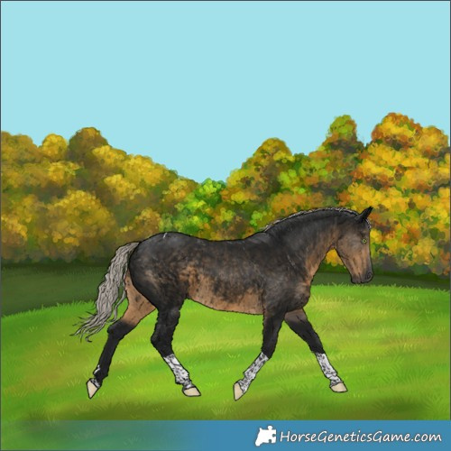 Horse Color:Gray Silver Smoky Black Tobiano 