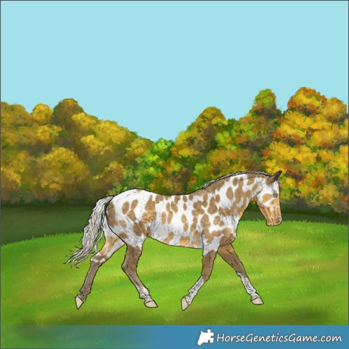Horse Color:Silver Classic Cream Champagne Tobiano Skewed LP Spotted 