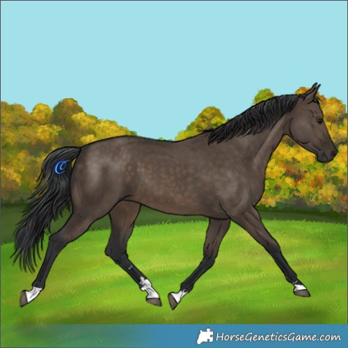 Horse Color:Brown Dun 