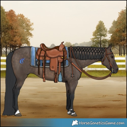 Horse Color:Brown Dun