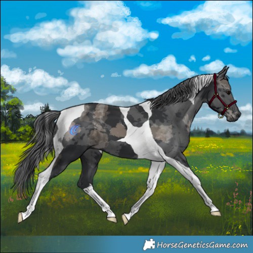 Horse Color:Black Merle Tobiano 