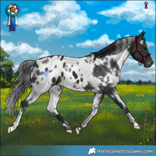 Horse Color:White Spotted Brown Appaloosa