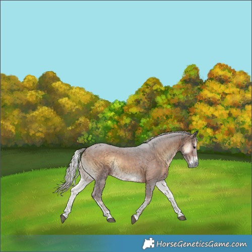 Horse Color:Silver Brown Onyx