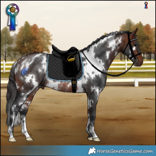 Horse Color:White Spotted Bay Rabicano
