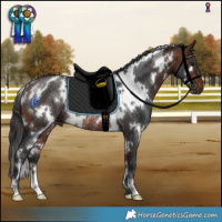 Horse Color:White Spotted Bay Rabicano 