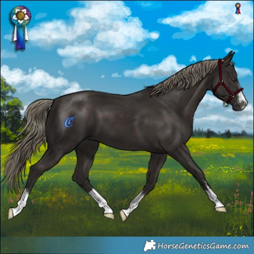 Horse Color:Liver Chestnut 