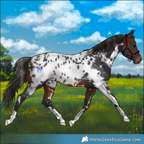 Horse Color:White Spotted Brown Appaloosa Rabicano 