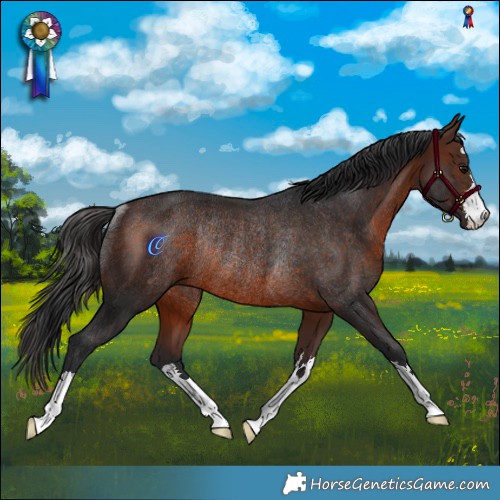 Horse Color:Brown Mushroom Rabicano 