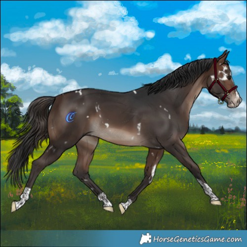 Horse Color:White Spotted Brown Splash Tobiano 