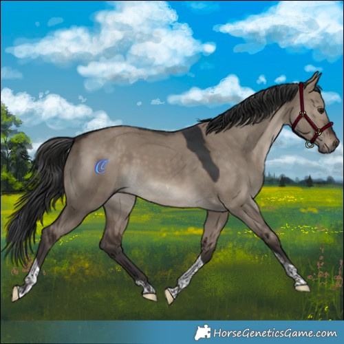 Horse Color:Brown Dun Tobiano 