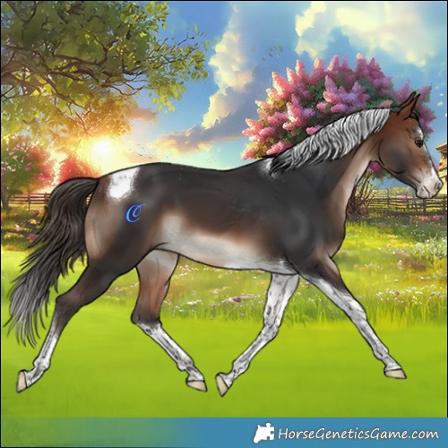 Horse Color:Bay Splash Tobiano