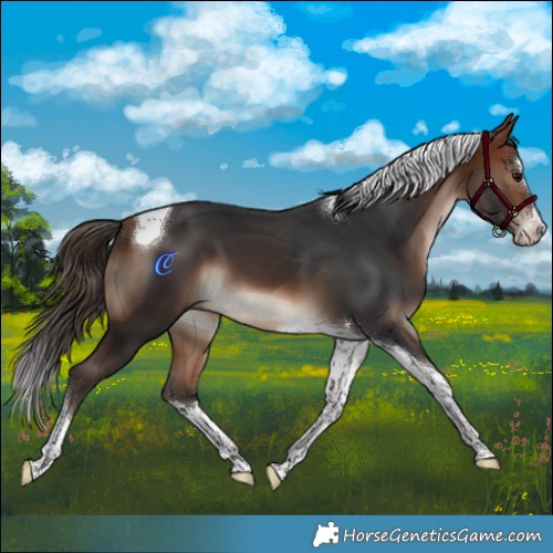 Horse Color:Bay Splash Tobiano 