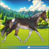 Horse Color:Bay Splash Tobiano