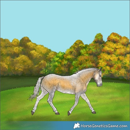 Horse Color:Silver Buckskin Onyx 