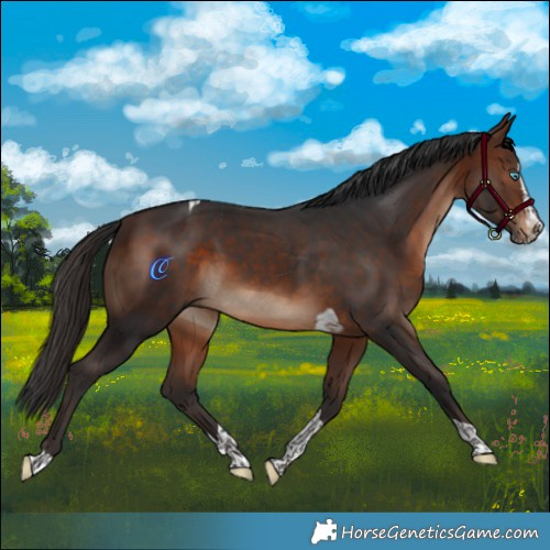 Horse Color:Brown Splash Tobiano 