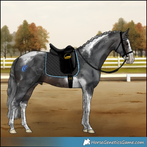 Horse Color:Brown Merle Splash Tobiano