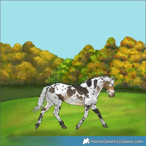 Horse Color:Buckskin Harlequin Merle