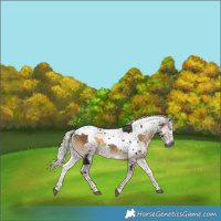 Horse Color:Gray Brown Onyx Harlequin Merle