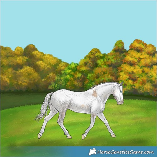 Horse Color:Silver Perlino Onyx Harlequin Merle