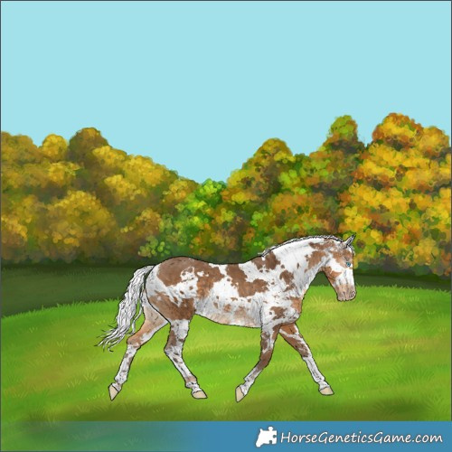 Horse Color:Gray Perlino Harlequin Merle Tobiano
