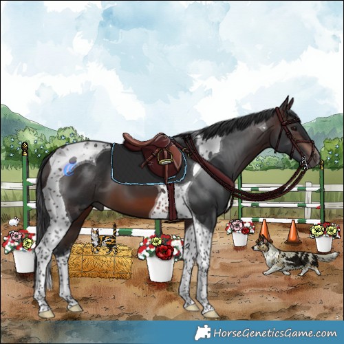Horse Color:Brown Tobiano 