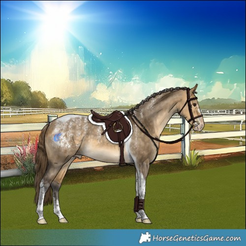 Horse Color:Powder White Buckskin Dun Merle Tobiano Skewed Appaloosa 