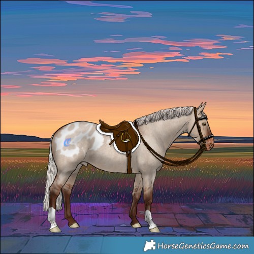 Horse Color:Silver Bay Roan Dun Appaloosa 