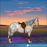 Horse Color:Silver Bay Roan Dun Appaloosa