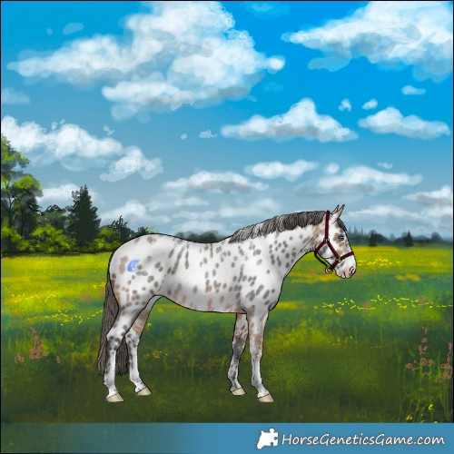 Horse Color:Powder White Buckskin Roan Merle Appaloosa 