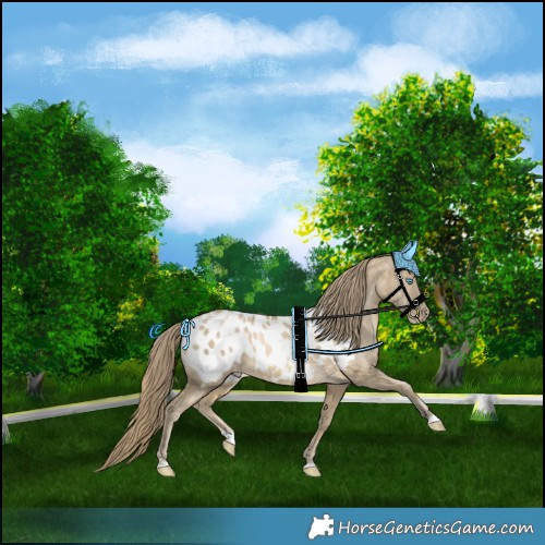 Horse Color:Buckskin Pearl Merle Appaloosa 