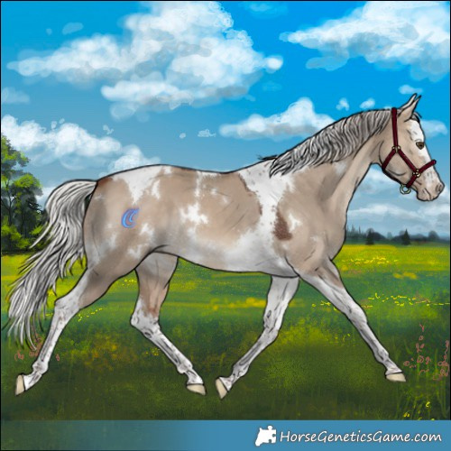Horse Color:White Spotted Silver Brown Dun Splash Tobiano 