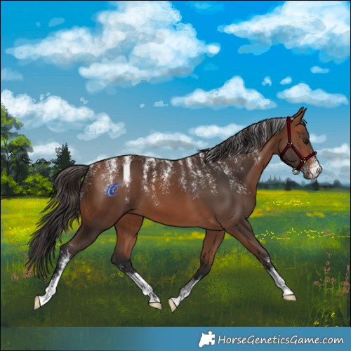 Horse Color:Powder White Bay 