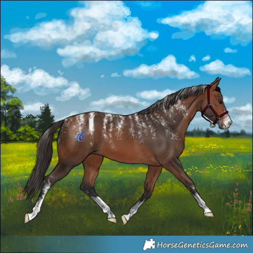 Horse Color:Powder White Bay
