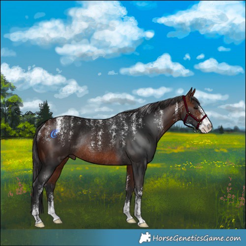 Horse Color:Powder White Bay Rabicano 
