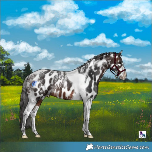 Horse Color:Powder White Brown Tobiano Skewed Appaloosa 